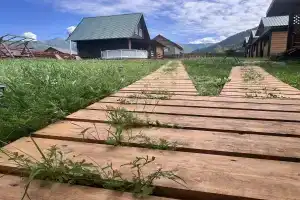 Сосновая, Чемал