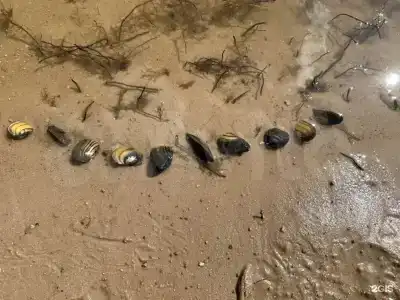 Дом на берегу четырех озер - 54
