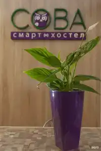 Сова - 67