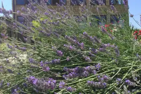 Вилла Лаванда - 16