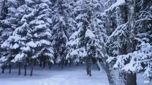 Forest Club Lyutoretskoye - 15