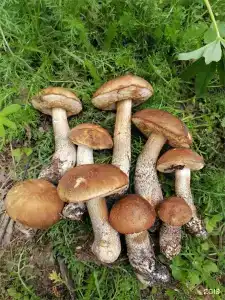 Круиз Вилладж - 126