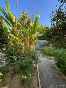 Citrus Tree - 23