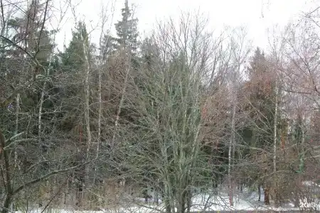Десна - 204