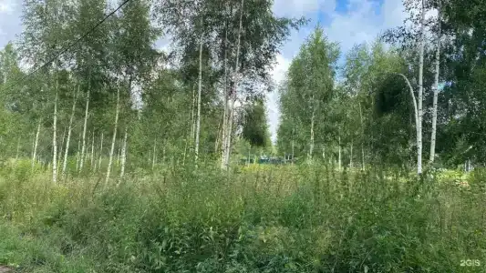 Тюлень и Нерпа - 25