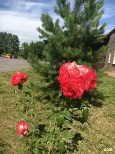 Медведь - 18