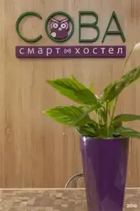 Сова - 95
