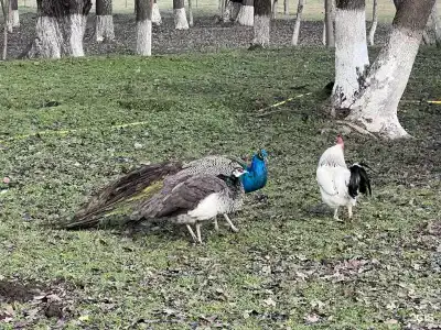 Беной Тревел Озеро - 12