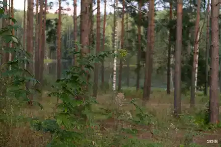 Пруды и сосны - 102