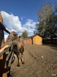 Шале в горах на 5 человек - 21