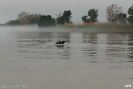 Тортуга - 8