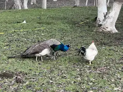 Беной Тревел Озеро - 13