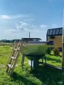 Клевер - 183
