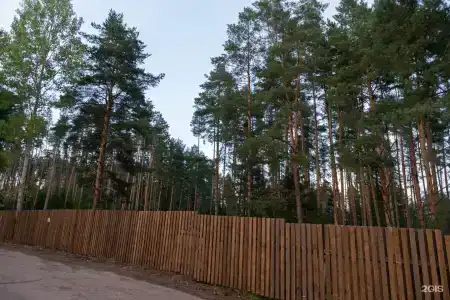 Пруды и сосны - 107