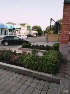 Кедр - 23