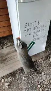 Зелёный Бор - 49