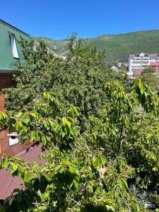 Роза - 111