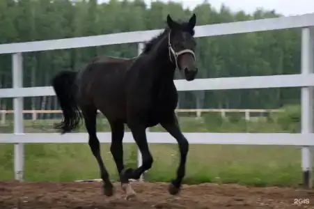Замок La Ferme de Reve - 10