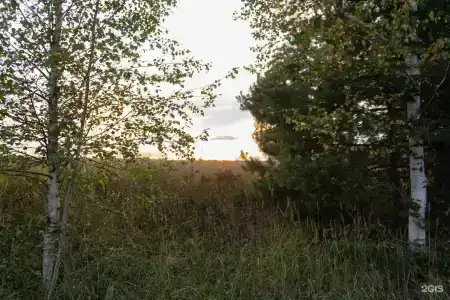 Пруды и сосны - 99