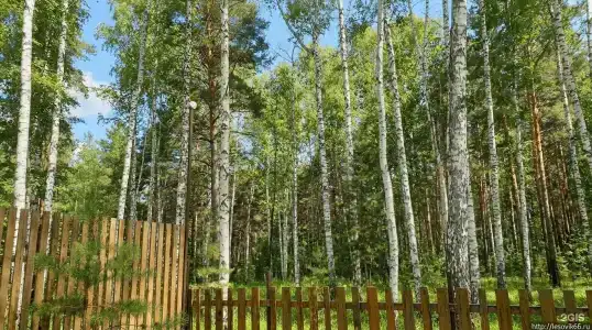 Лесовик 66 - 146