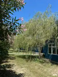 Todua - 9