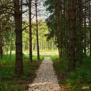 Lato в соснах - 131