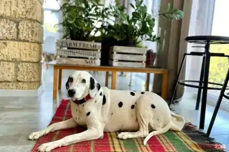 Вилла Лаванда - 21