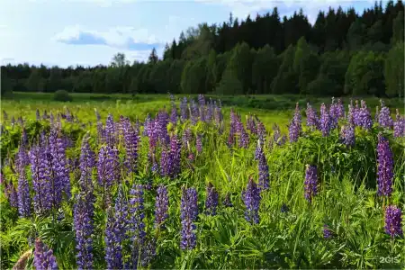 Барские поля - 322