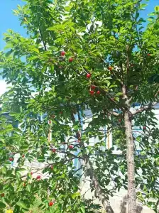 Добрый Дом - 6