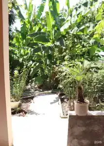 Citrus Tree - 15