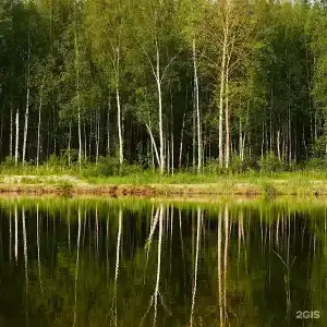 Lato в соснах - 132