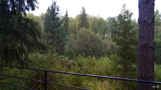 Пруды и сосны - 63