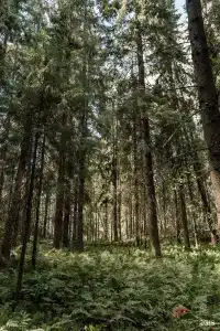 Villy Uley Karelia (Вили Улей Карелия) - 4