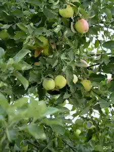 Тридевятое Царство - 180