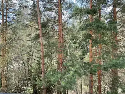 Десна - 164