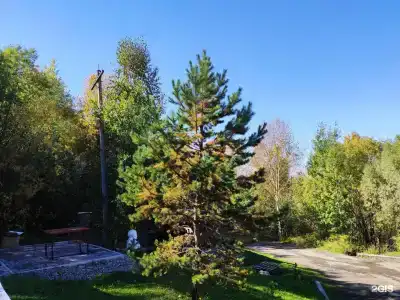 Лесная Застава - 2