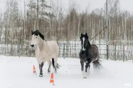Джао да!ча - 23