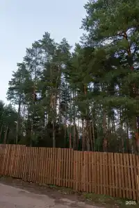 Пруды и сосны - 100