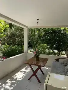 Citrus Tree - 48
