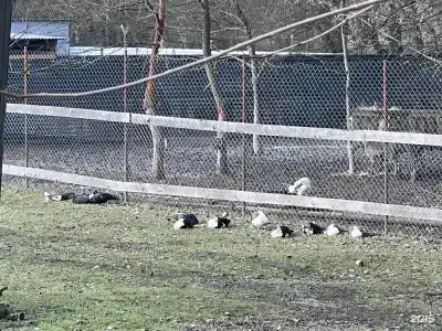 Беной Тревел Озеро - 16