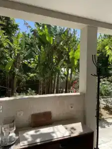 Citrus Tree - 52
