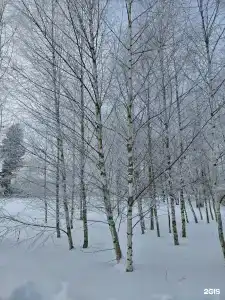Петровские дачи - 13