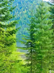 Телецкое Золотое - 146