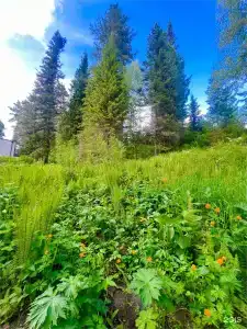 Телецкое Золотое - 151