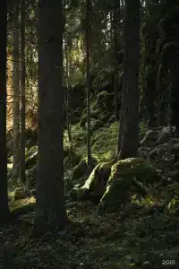 Villy Uley Karelia (Вили Улей Карелия) - 17