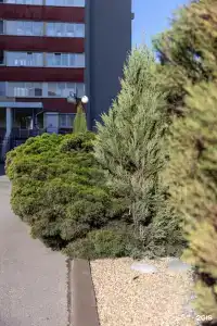 Космос - 1