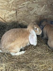 PavLove Village - 135