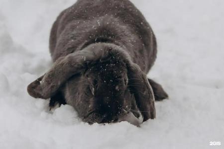 Кроличья нора - 178