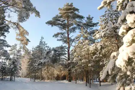 Спасское - 42