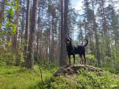 Рэми - 44